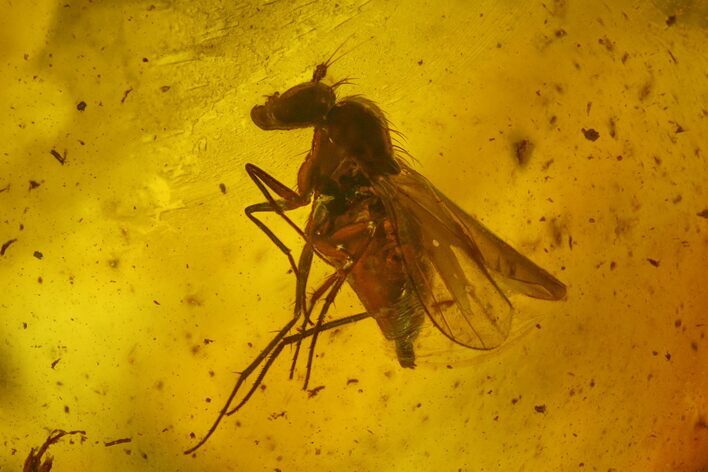 Detailed Fossil Fly (Diptera) In Baltic Amber #142217